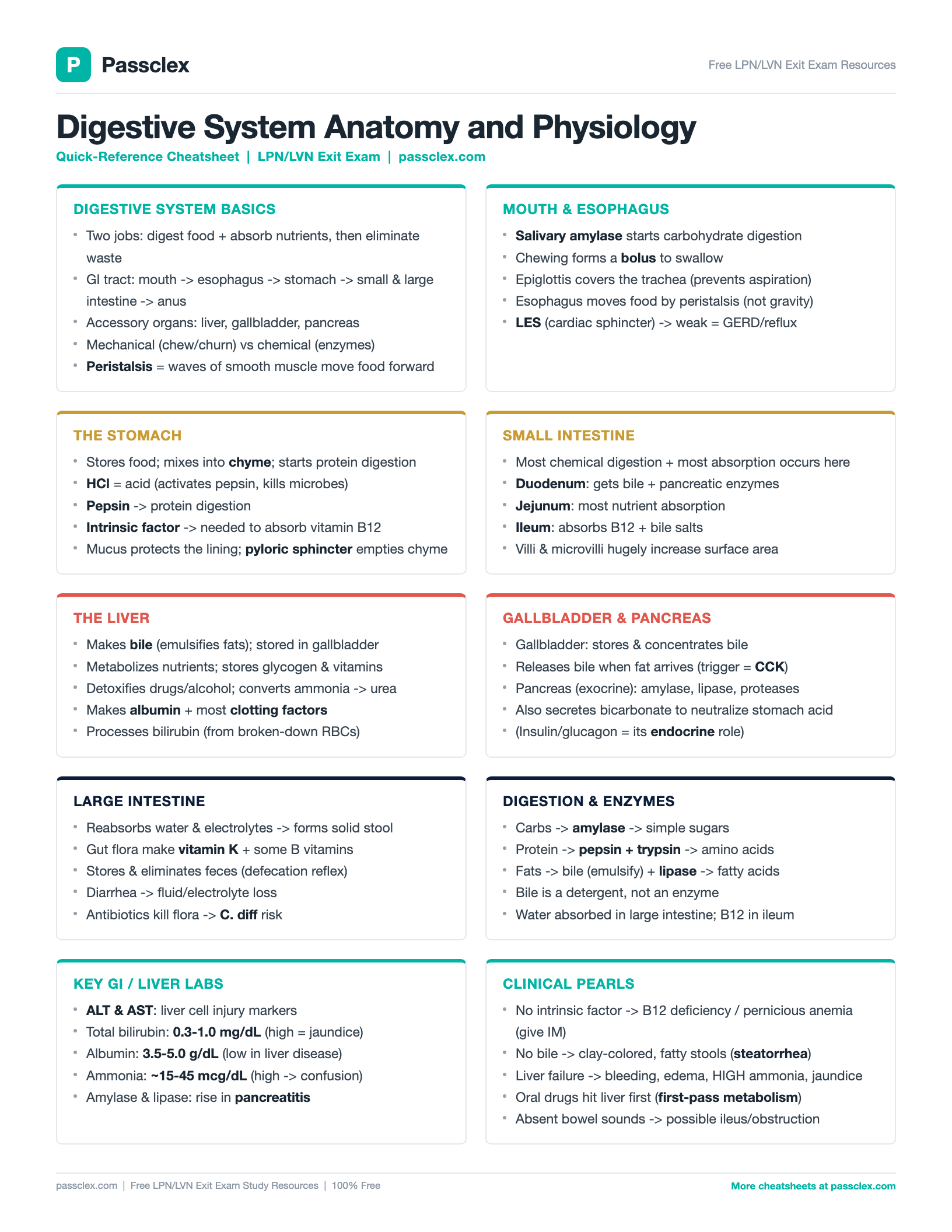 Digestive System A&P cheatsheet preview