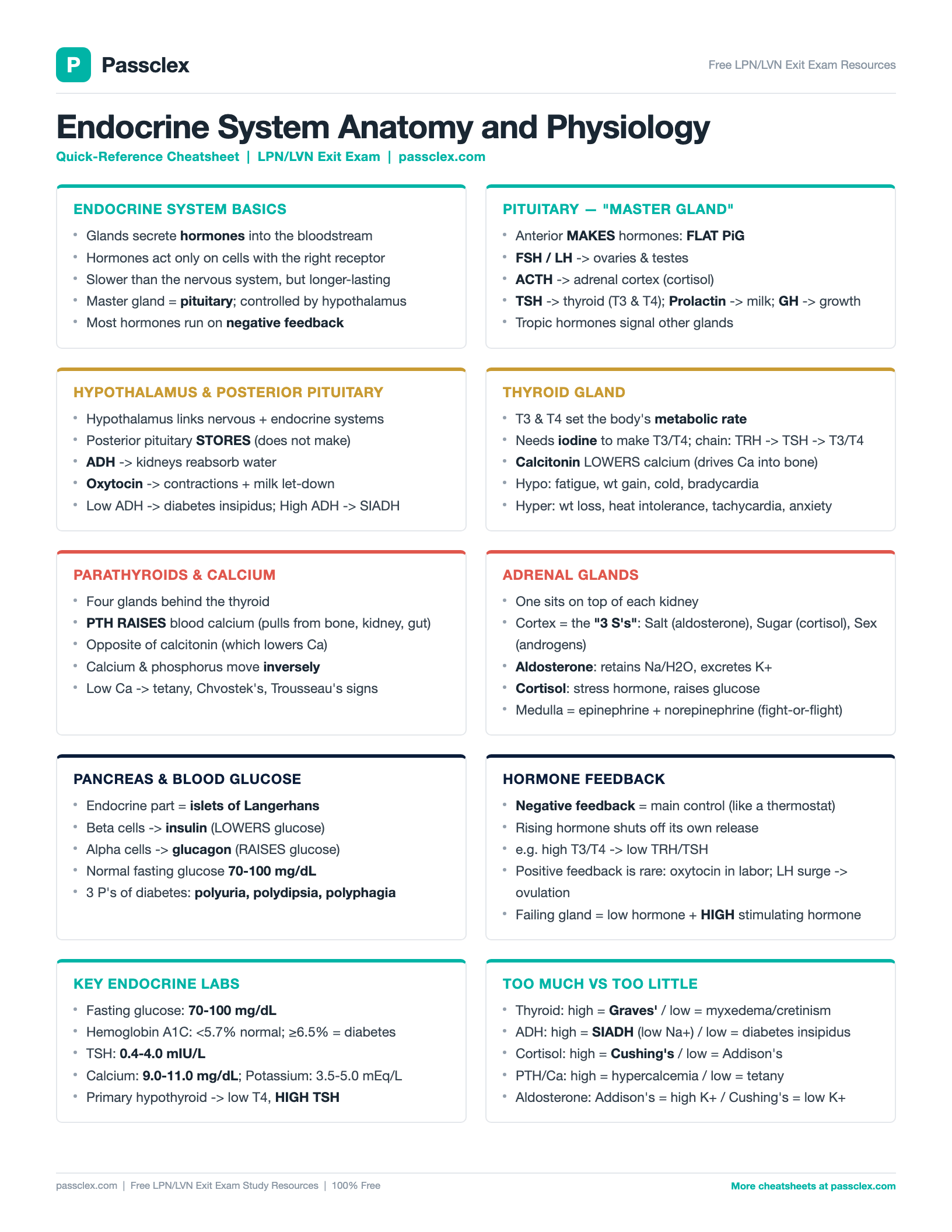 Endocrine System A&P cheatsheet preview