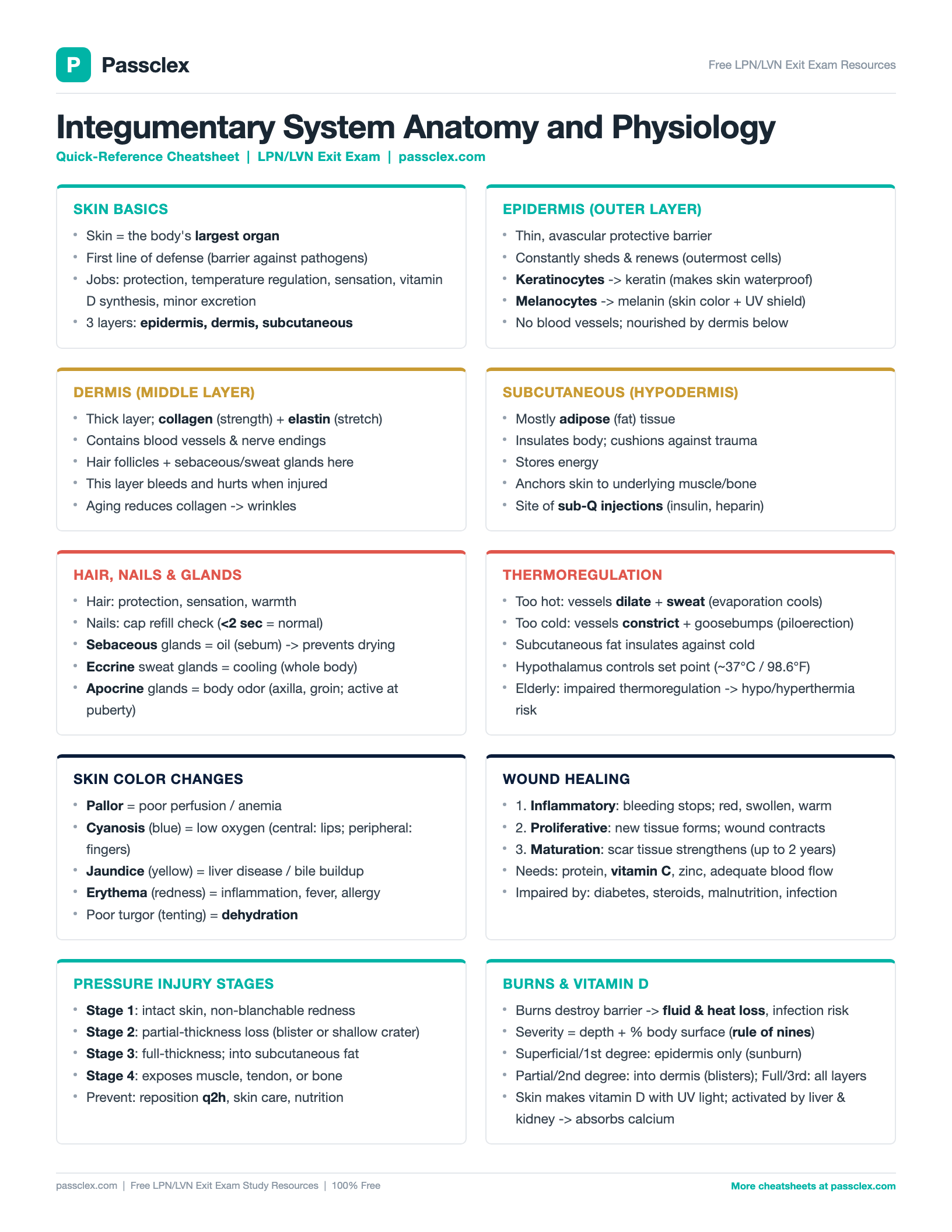 Integumentary System A&P cheatsheet preview