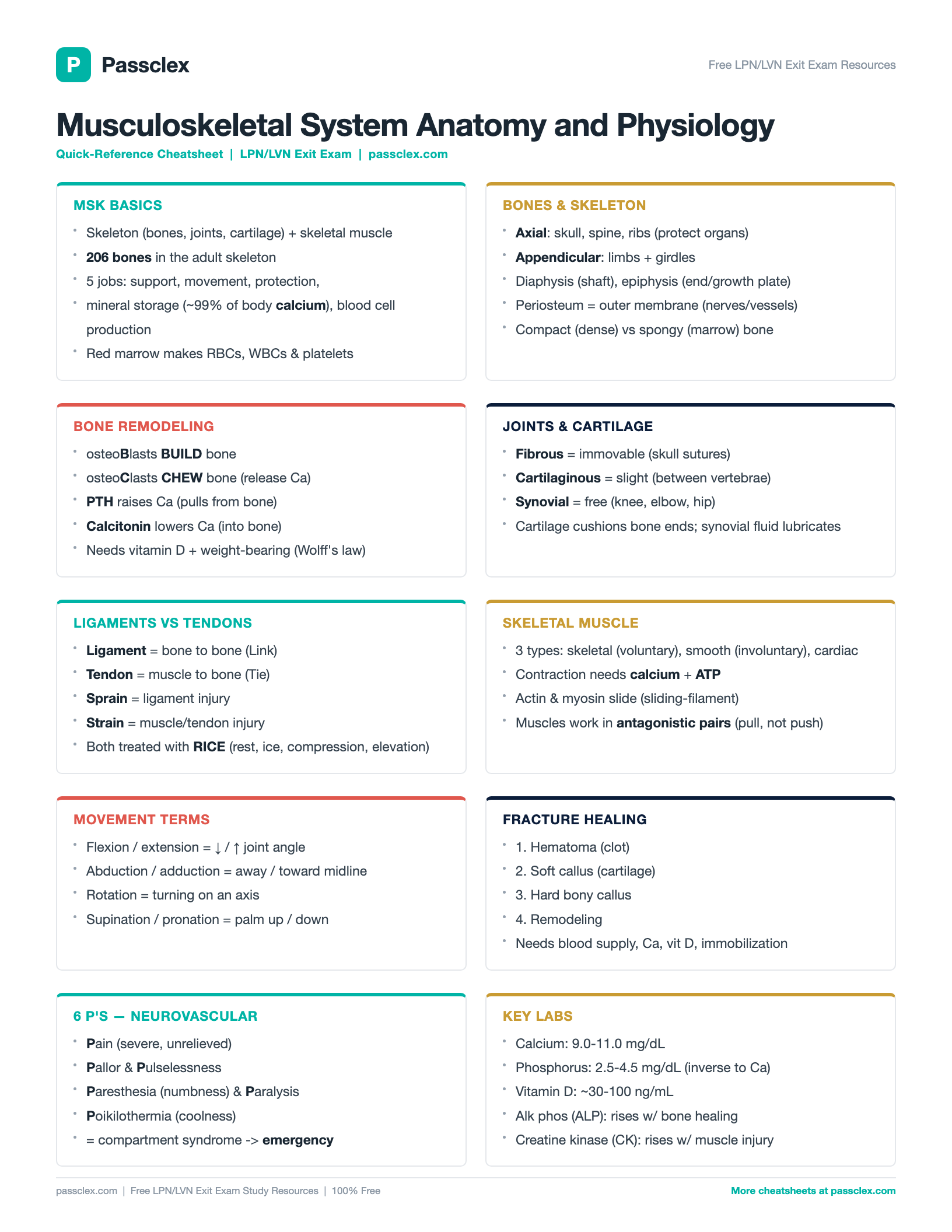 Musculoskeletal System A&P cheatsheet preview