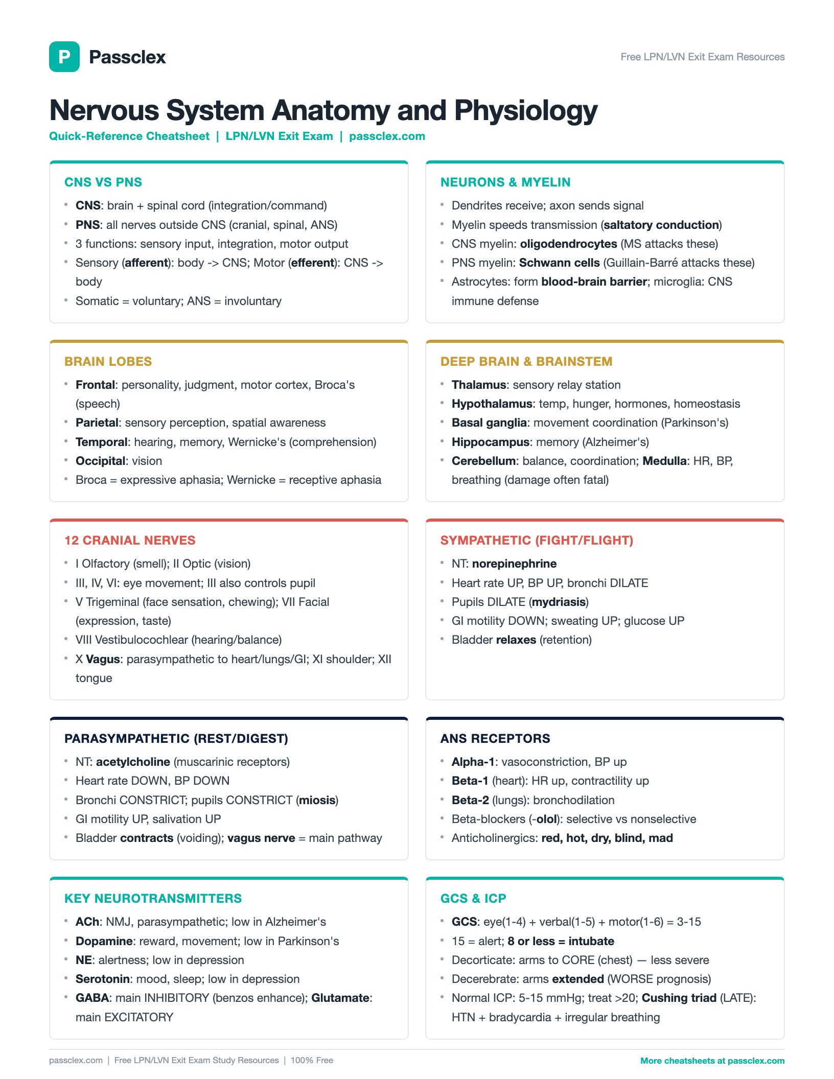 Nervous System A&P cheatsheet preview