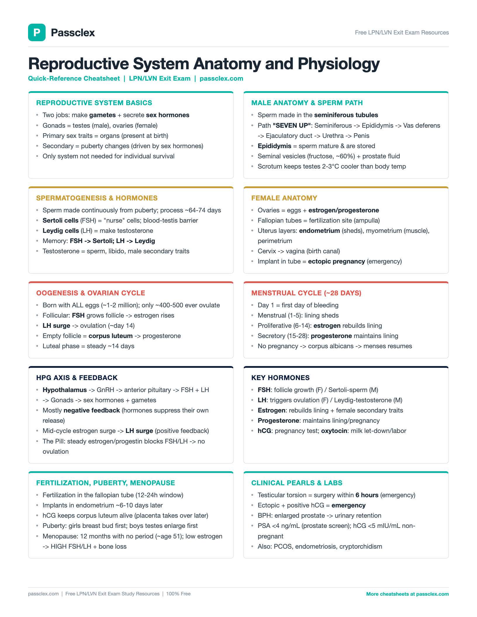 Reproductive System A&P cheatsheet preview